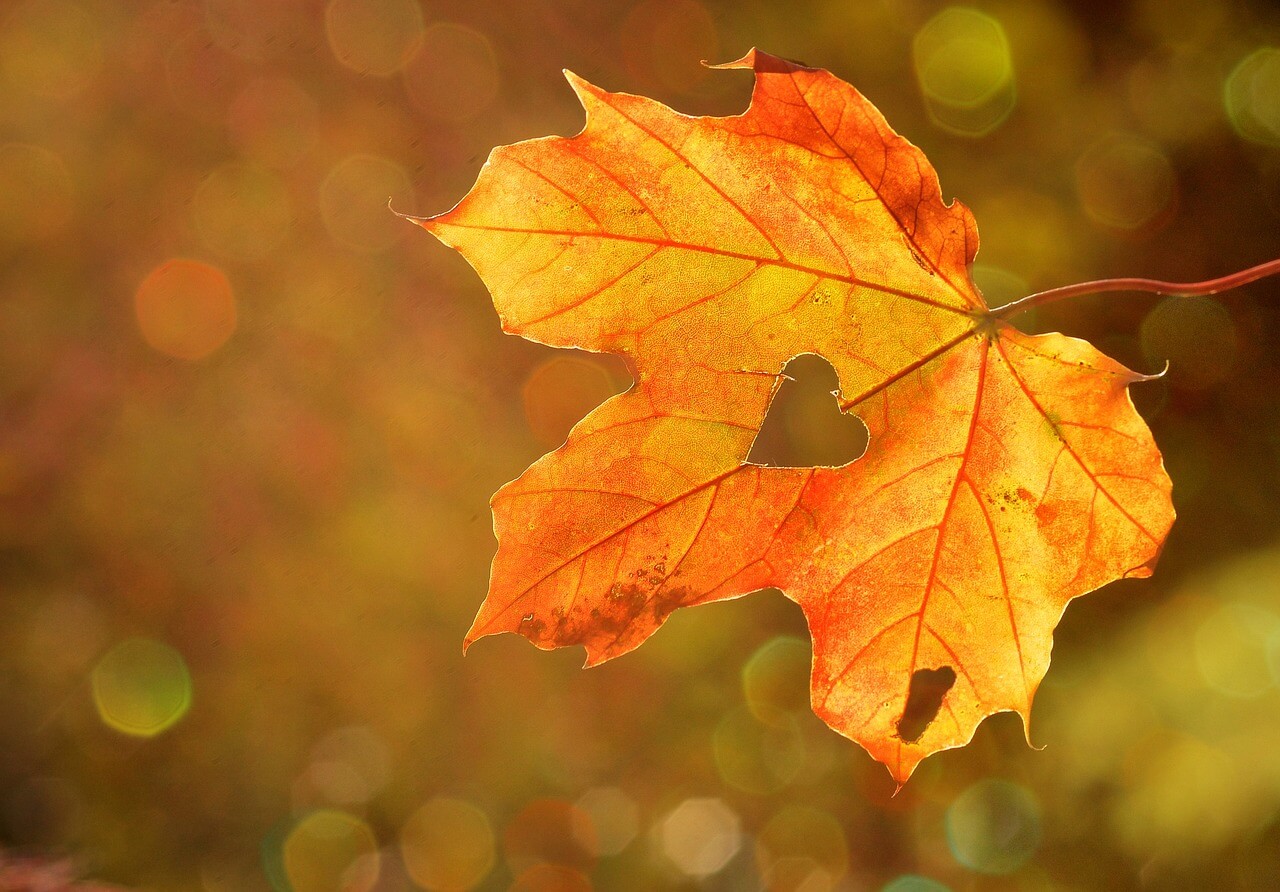 Ein bunt gefärbtes Herbstblatt mit einem ausgeschnittenen Herz in der Mitte